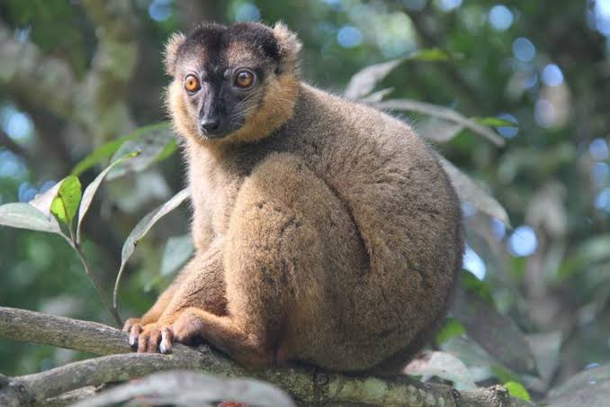 Woolly Lemur