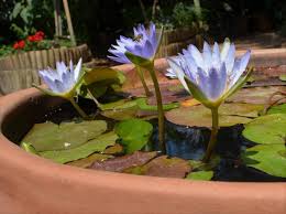 Image result for Nymphaea nouchali