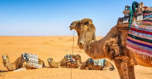 So give this a try and let me know how you like it. What Does A Camel Burger Taste Like Tasting Table