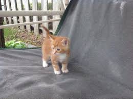 I am looking for a good home for both my kitties. Playful Orange Tabby Kitten For Sale In Spokane Washington Classified Americanlisted Com