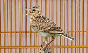 Check spelling or type a new query. Cara Merawat Burung Branjangan Karakteristik Dan Habitatnya