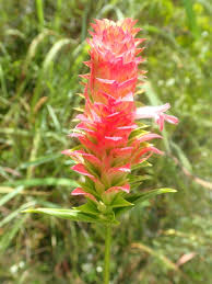 Image result for Lepidagathis plantaginea