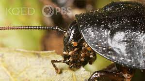 In short, broad galleries, greatly enlarged at the distal end (similar to the. You Wish You Had Mites Like This Hissing Cockroach Kqed