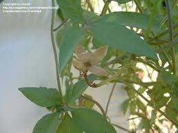 Image result for Ipomoea magnusiana