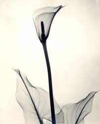 Joseph Bellows Gallery Dr Dain L Tasker Images Minimalist Flowers X Ray Transparent Flowers