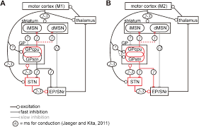 Onee chan ga kita 02 озвучка holly simbad. Motor Cortex Can Directly Drive The Globus Pallidal Neurons In A Projection Neuron Type Dependent Manner In Rat Biorxiv