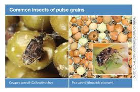 Amongst all the chemical control methods, fumigation is the only one by which infestation within stored grains or consumable items can be controlled. Storing Pulses Stored Grain Information Hub For Grain Storage Quality Control Insect Pest Management