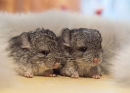 Maybe you would like to learn more about one of these? 30 Baby Chinchilla Pictures That Will Simply Destroy You With Cuteness