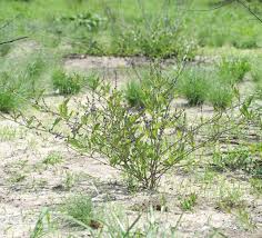 Image result for Neorautanenia mitis