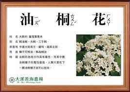 花語小教室 今天登場的主角 是正在園區裡大放異彩 我們花海的 油桐花 別名有桐油樹 光桐 三平桐花語 情竇初開 in 2020 boarding pass mobile boarding pass
