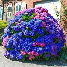 Image result for Hydrangea