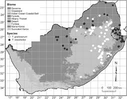 Image result for Thesium vahrmeijeri