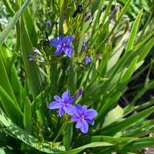 Image result for Aristea