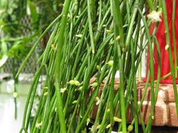 Image result for Rhipsalis baccifera
