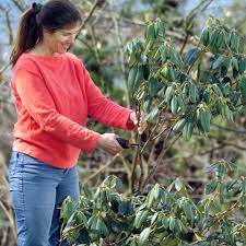 Lernen sie hier, wann und wie sie rhododendren richtig schneiden. Rhododendron Schneiden So Wird S Gemacht Mein Schoner Garten