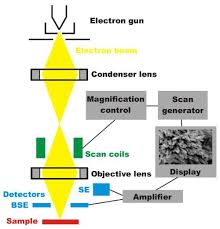 Learn how to explain each. Scanning Electron Microscopy