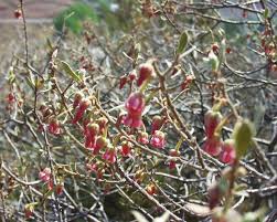 Image result for Diospyros dichrophylla