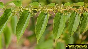 Image result for Trema sp A