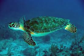 11,787 likes · 8 talking about this. Santuari Penyu Cherating Turtle Sanctuary Cherating