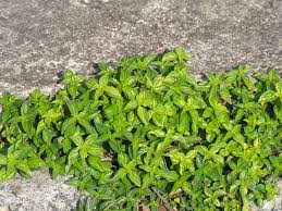 Image result for Pouzolzia parasitica