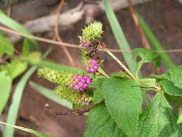 Image result for Lantana rugosa