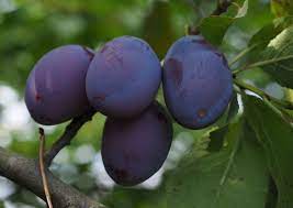 There's an attractive bush that has fruit that tastes somewhat like blueberries. Growing Fruit Trees At Portland Nursery And Garden Center