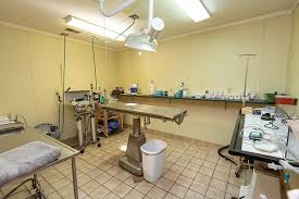 If you need a dog hospital or a feline hospital, look no further than island vet group. Online Animal Hospital Tour Elwood Animal Hospital