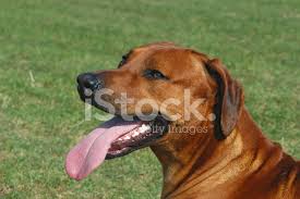 It has round eyes, a flat, broad skull, highly set ears, and pronounced stop (point at which the muzzle meets the forehead). Rhodesian Ridgeback Mannchen Stockfotos Freeimages Com
