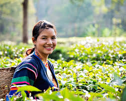 Download this premium photo about beautiful green tea garden landscape, and discover more than 7 million professional stock photos on freepik. Explore Araksa Tea Garden One Of The Best Tourist Attractions In Chiang Mai Thailand Living Nomads Travel Tips Guides News Information