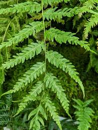 Image result for Pityrogramma argentea