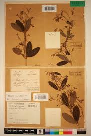 Image result for Tacazzea