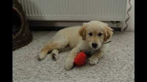 Golden Retriever Growing Up Timelapse