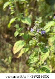 Image result for Mesosphaerum suaveolens