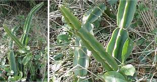 Image result for Cissus aralioides