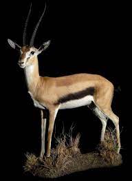 Affordable and search from millions of royalty free images, photos and vectors. Animal Artistry African Taxidermy Gazelle Taxidermy African Antelope Antelope Animal African