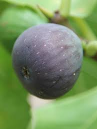 Figuier Noir De Caromb Ficus Carica Le Jardin Du Pic Vert