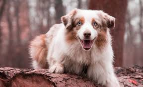 Explore the best australian shepherd breeders in your area and nationwide. 14 Australian Shepherd Mixes Working Dogs With Hearts Of Gold