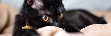 Bree 10.11.2016 for the cat name bree its a cute name for a cat because it is purrfect.and it is a very cute name for a female and kittens. Black Cat Names 100 Striking Names For Your Black Cat Kitty Catter