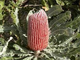 Menzies Banksia Growing Tree Cactus Plants Flowers