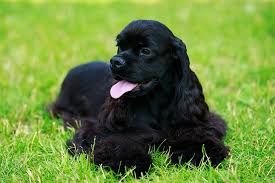 Smart, friendly and loveable.is there anything about this breed not to love? Cocker Spaniel Dog Breed Information