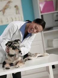 Check spelling or type a new query. Free Spay Neutering In Avondale