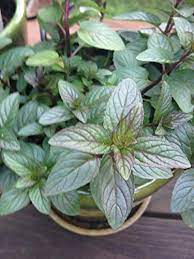 Organic mint live plant, 1 ea. Chocolate Mint Live Plant By Chocolate Mint Live Plant Buy Online In Andorra At Andorra Desertcart Com Productid 36396471