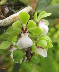 Orchids Seen In Kerala Orchid Flower Orchids Orchid Images