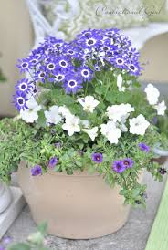 Filler flowers make the bouquet. Container Gardening Thriller Filler Spiller Centsational Girl Container Flowers Container Garden Design Container Plants