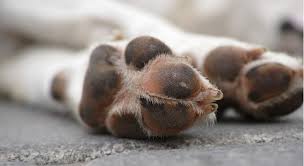Why Is My Dog Constantly Biting And Licking His Paws