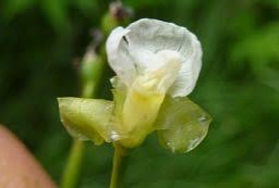 Image result for Marantochloa leucantha