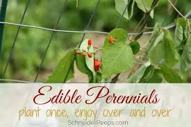 Basically, they are crops that can be planted once and harvested continuously for many years. Edible Perennial Vegetables Fruit And Herbs To Harvest Year After Year Schneiderpeeps