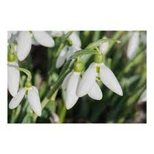 Snowdrops Flowers Poster Zazzle Com Flower Canvas White Canvas Art Canvas Art Prints