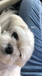 Blackpink Jisoo Instagram Story Girl And Dog Bichon Frise Puppy Animal Icon
