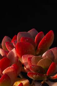 Image result for Crassula globularioides